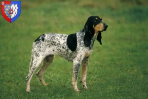 Lire la suite à propos de l’article Gascon Saintongeois éleveurs et chiots en Pays de la Loire