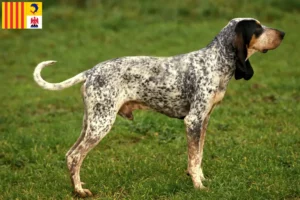 Lire la suite à propos de l’article Gascon Saintongeois éleveurs et chiots en Provence-Alpes-Côte d’Azur