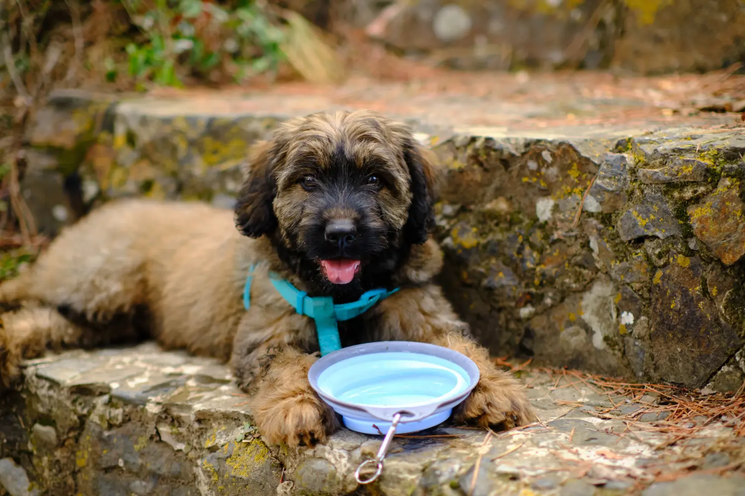 Acheter un chiot Gos d'Atura Catalá, c'est prendre ses responsabilités ! Acheter des chiots Gos d'Atura Catalá.