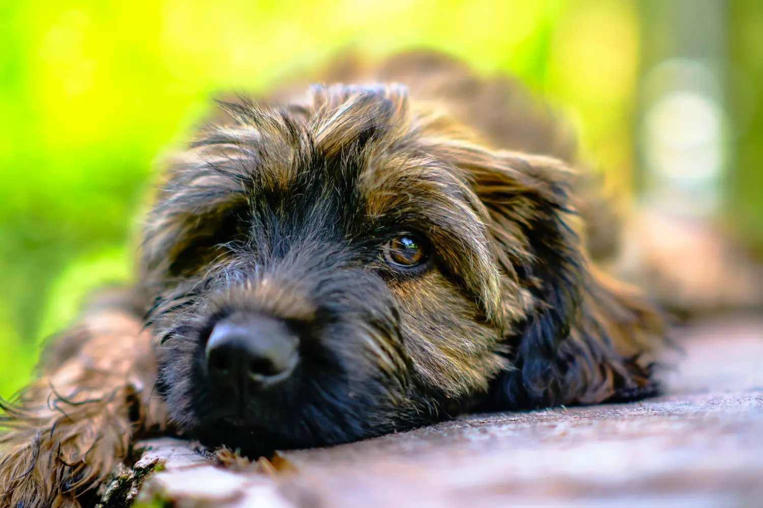 Acheter un chiot Gos d'Atura Catalá, c'est prendre ses responsabilités ! Acheter des chiots Gos d'Atura Catalá.