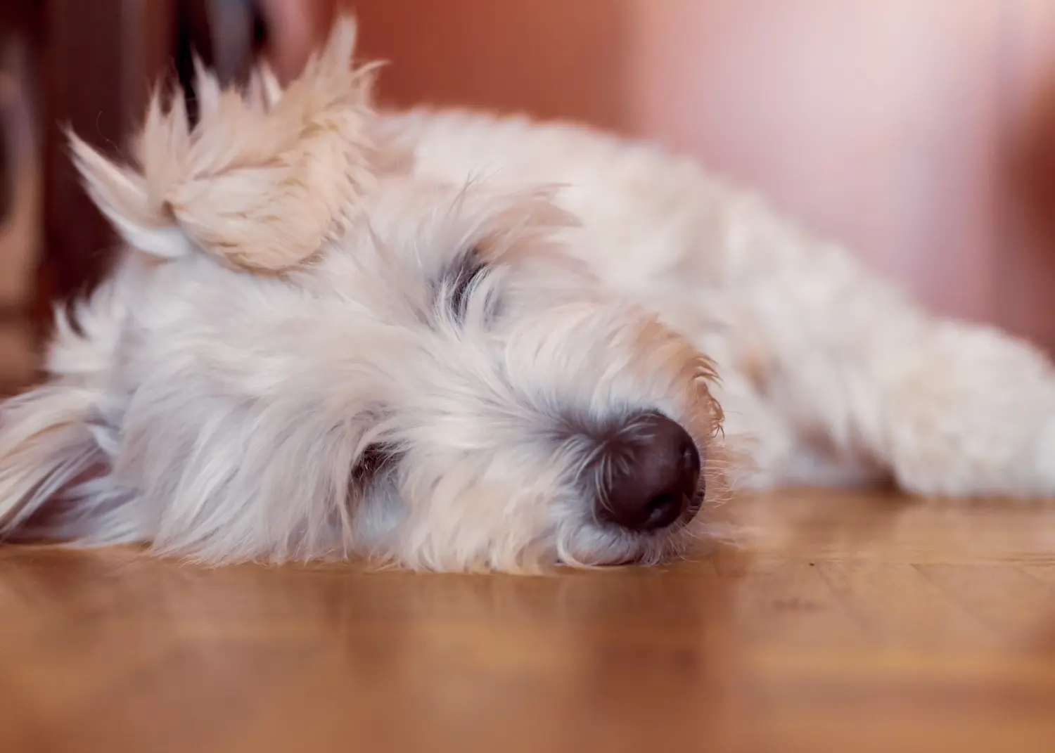 Acheter un chiot Gos d'Atura Catalá, c'est prendre ses responsabilités ! Acheter des chiots Gos d'Atura Catalá.