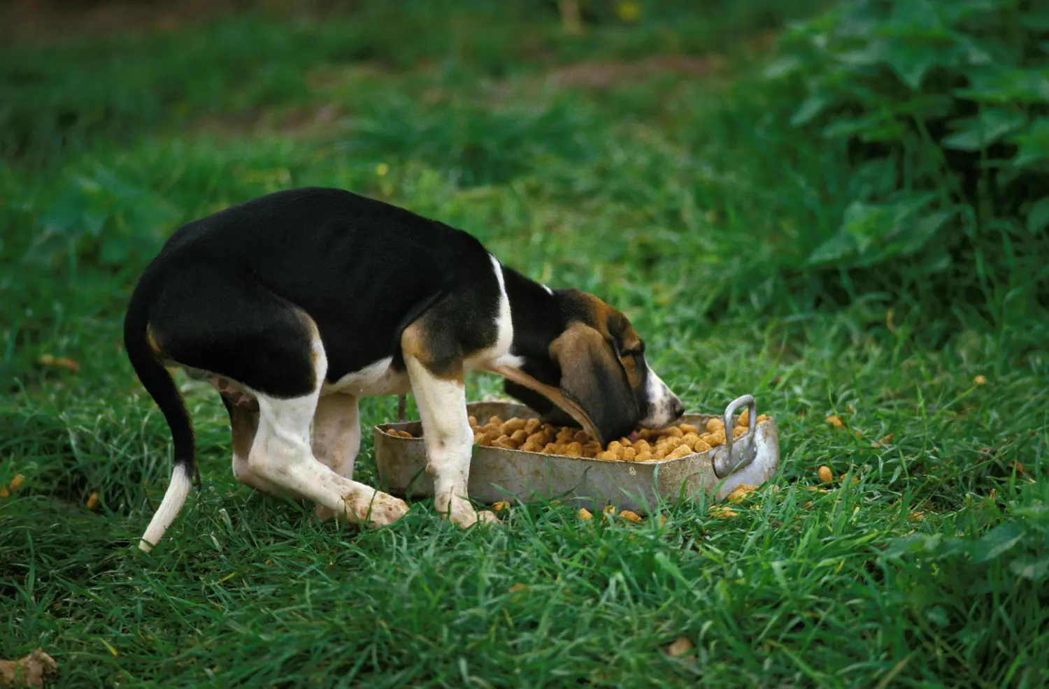 Acheter un chiot Grand Anglo-Français, c'est prendre ses responsabilités ! Acheter des chiots Grand Anglo-Français.