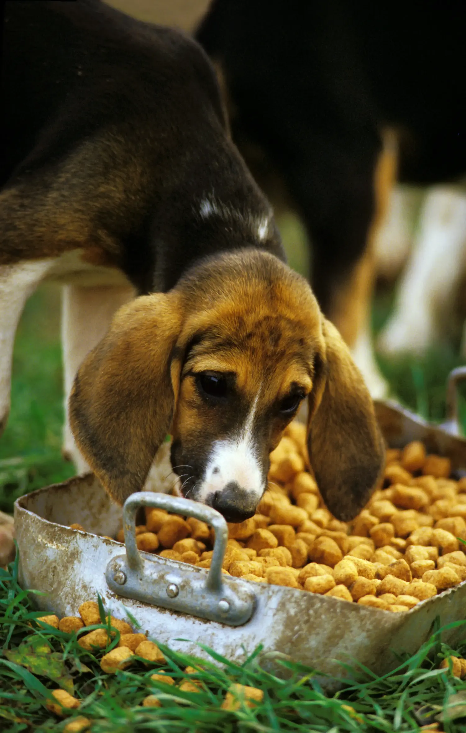 Acheter un chiot Grand Anglo-Français, c'est prendre ses responsabilités ! Acheter des chiots Grand Anglo-Français.