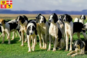 Lire la suite à propos de l’article Grand Anglo-Français éleveurs et chiots en Auvergne-Rhône-Alpes