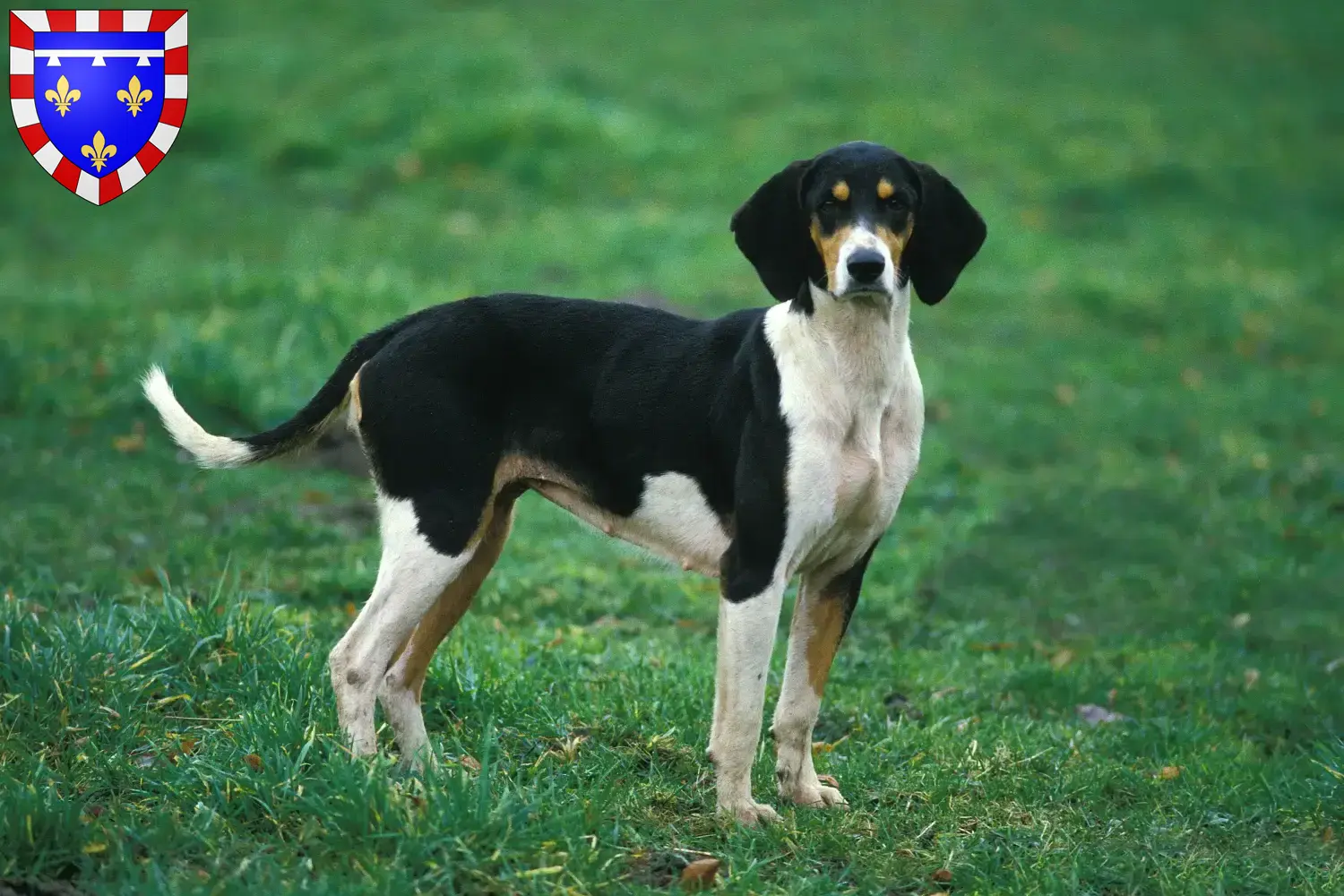 Grand Anglo-Français Chiots et éleveurs Centre-Val de Loire Ici tu trouves des éleveurs Grand Anglo-Français en Centre-Val de Loire.