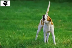 Lire la suite à propos de l’article Grand Anglo-Français éleveurs et chiots en Corse