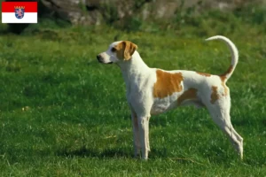Lire la suite à propos de l’article Grand Anglo-Français éleveurs et chiots en Hesse