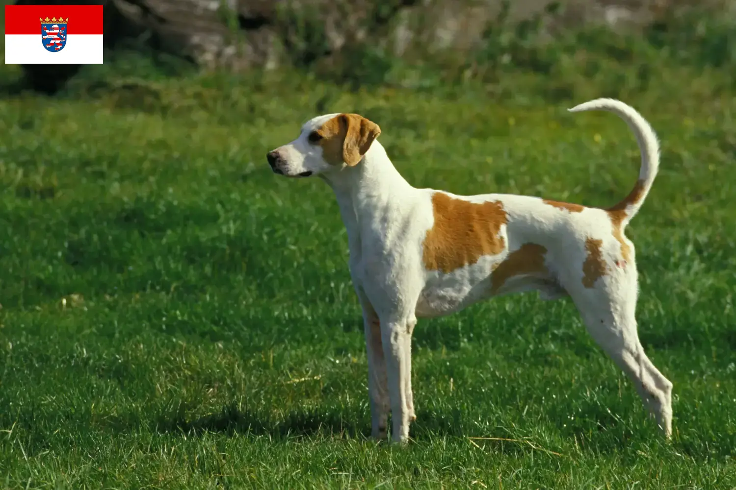 Grand Anglo-Français chiots et éleveurs Hesse Ici, tu trouveras des éleveurs de Grand Anglo-Français en Hesse.