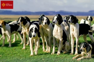 Lire la suite à propos de l’article Grand Anglo-Français éleveurs et chiots en Occitanie