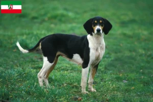 Lire la suite à propos de l’article Grand Anglo-Français éleveurs et chiots en Rhénanie-du-Nord-Westphalie