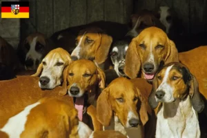 Lire la suite à propos de l’article Grand Anglo-Français éleveurs et chiots en Sarre