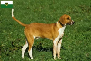 Lire la suite à propos de l’article Grand Anglo-Français éleveurs et chiots en Saxe