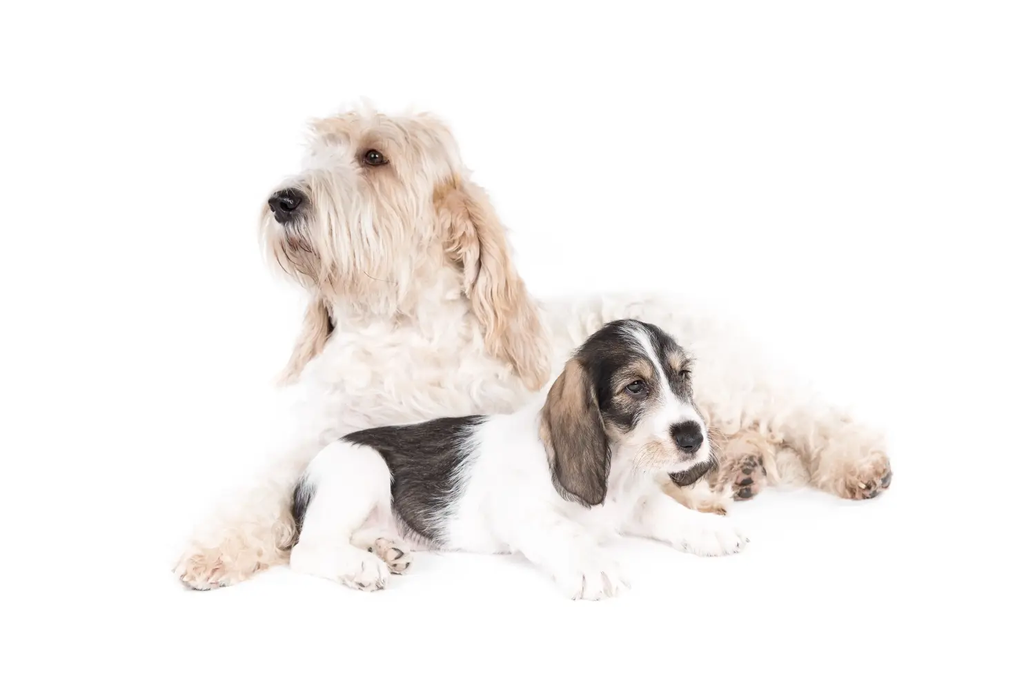 Acheter un chiot Grand Basset Griffon Vendéen, c'est prendre ses responsabilités ! Acheter des chiots Grand Basset Griffon Vendéen.
