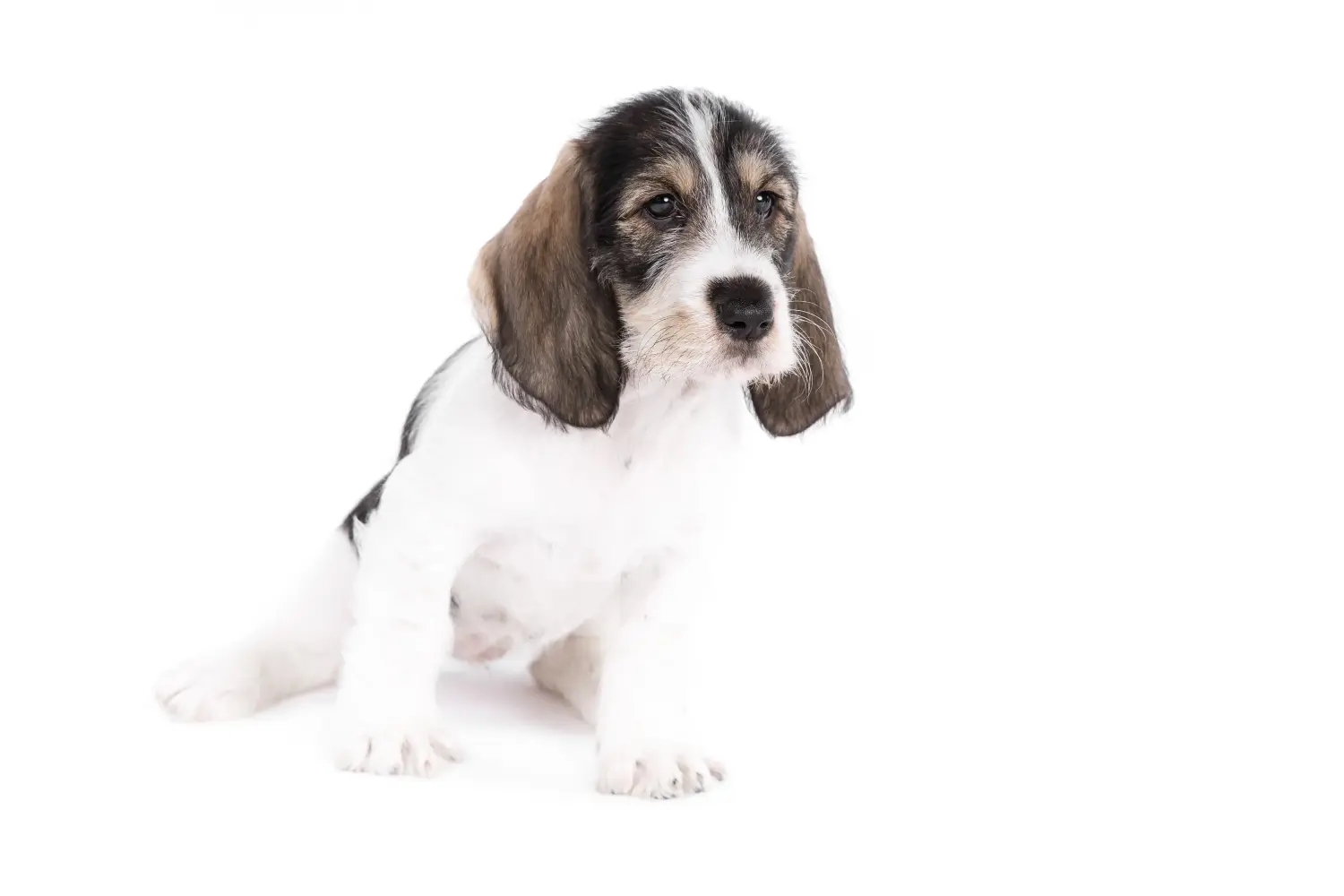 Acheter un chiot Grand Basset Griffon Vendéen, c'est prendre ses responsabilités ! Acheter des chiots Grand Basset Griffon Vendéen.
