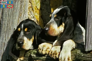 Lire la suite à propos de l’article Grand Bleu de Gascogne Éleveurs et chiots en Bourgogne-Franche-Comté