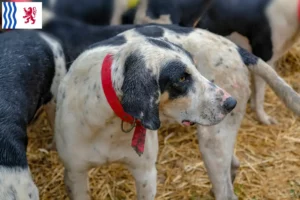 Lire la suite à propos de l’article Grand Bleu de Gascogne Éleveurs et chiots en Nouvelle-Aquitaine