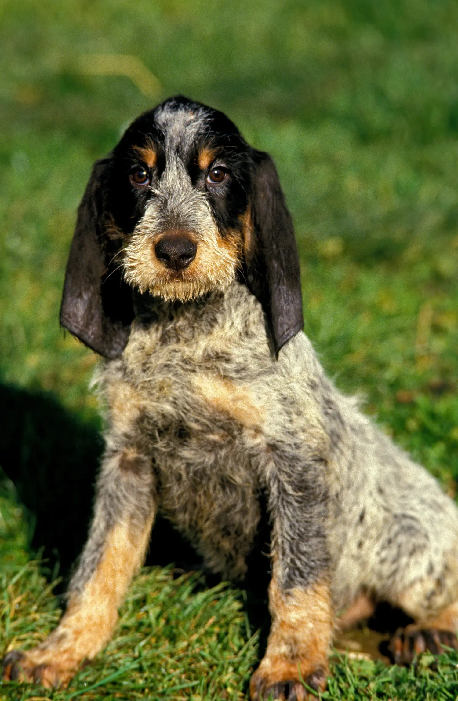 Acheter un chiot Griffon Bleu de Gascogne, c'est prendre ses responsabilités ! Acheter des chiots Griffon Bleu de Gascogne.