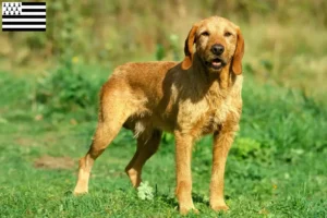 Lire la suite à propos de l’article Griffon Fauve de Bretagne Éleveurs et chiots en Bretagne
