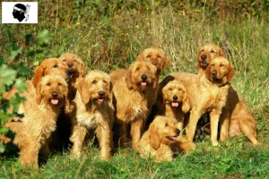 Lire la suite à propos de l’article Griffon Fauve de Bretagne éleveurs et chiots en Corse