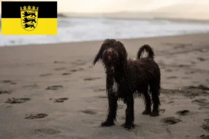 Lire la suite à propos de l’article Éleveurs d’Irish Water Spaniel et de chiots dans le Bade-Wurtemberg
