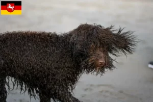 Lire la suite à propos de l’article Éleveurs d’Irish Water Spaniel et chiots en Basse-Saxe