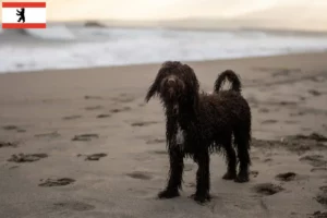 Lire la suite à propos de l’article Éleveurs d’Irish Water Spaniel et chiots à Berlin