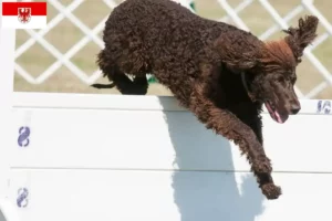 Lire la suite à propos de l’article Éleveurs d’Irish Water Spaniel et chiots dans le Brandebourg