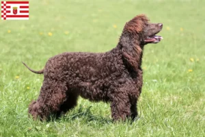 Lire la suite à propos de l’article Éleveurs d’Irish Water Spaniel et chiots à Brême