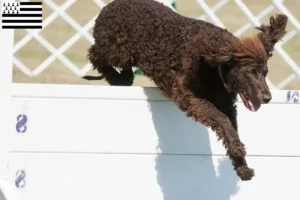 Lire la suite à propos de l’article Éleveurs d’Irish Water Spaniel et chiots en Bretagne