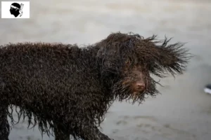 Lire la suite à propos de l’article Éleveurs d’Irish Water Spaniel et chiots en Corse