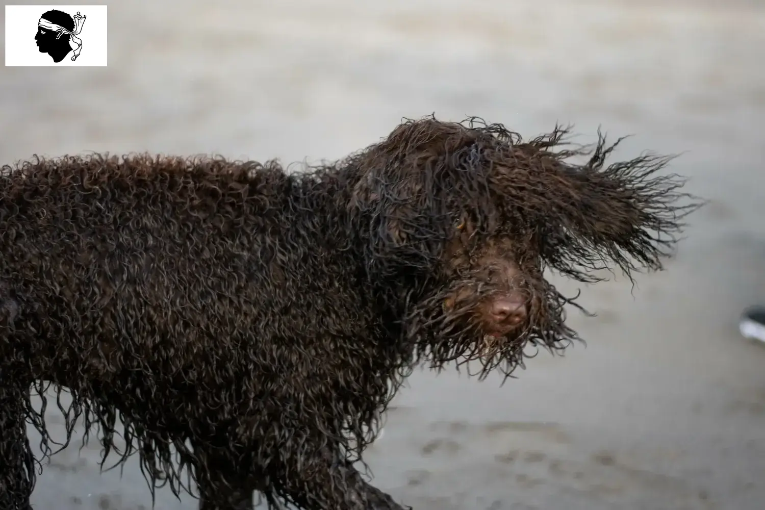 Épagneul d'eau irlandais chiots et éleveurs Corse Ici, tu trouveras des éleveurs d'Irish Water Spaniels en Corse.
