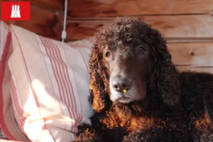 Lire la suite à propos de l’article Éleveurs d’Irish Water Spaniel et chiots à Hambourg