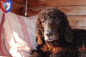 Lire la suite à propos de l’article Éleveurs d’Irish Water Spaniel et chiots en Pays de la Loire