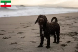 Lire la suite à propos de l’article Éleveurs d’Irish Water Spaniel et chiots en Rhénanie-du-Nord-Westphalie