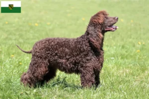 Lire la suite à propos de l’article Éleveurs d’Irish Water Spaniel et chiots en Saxe