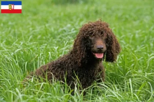 Lire la suite à propos de l’article Éleveurs d’Irish Water Spaniel et chiots dans le Schleswig-Holstein