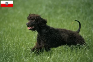 Lire la suite à propos de l’article Éleveurs d’Irish Water Spaniel et chiots en Thuringe