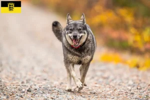 Lire la suite à propos de l’article Éleveurs de chiens Jämthund et chiots en Baden-Württemberg