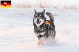 Lire la suite à propos de l’article Éleveurs de chiens Jämthund et chiots en Basse-Saxe