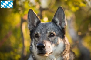 Lire la suite à propos de l’article Éleveurs de chiens Jämthund et chiots en Bavière