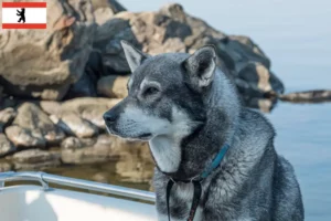 Lire la suite à propos de l’article Éleveurs de chiens Jämthund et chiots à Berlin
