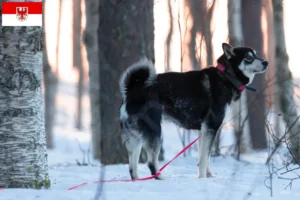 Lire la suite à propos de l’article Éleveurs de chiens Jämthund et chiots dans le Brandebourg