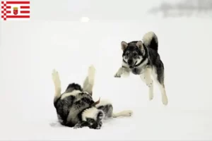 Lire la suite à propos de l’article Éleveurs de chiens Jämthund et chiots à Brême