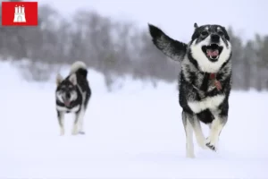 Lire la suite à propos de l’article Éleveurs de chiens Jämthund et chiots à Hambourg