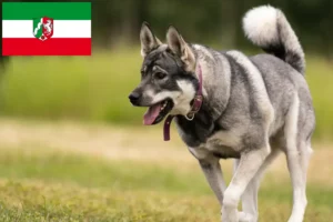 Lire la suite à propos de l’article Éleveurs de chiens Jämthund et chiots en Rhénanie-du-Nord-Westphalie