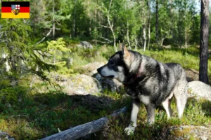 Lire la suite à propos de l’article Éleveurs de chiens Jämthund et chiots en Sarre