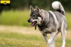 Lire la suite à propos de l’article Éleveurs de chiens Jämthund et chiots en Saxe-Anhalt