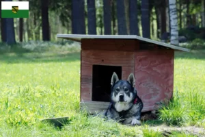 Lire la suite à propos de l’article Éleveurs de chiens Jämthund et chiots en Saxe