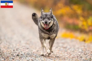 Lire la suite à propos de l’article Éleveurs de chiens Jämthund et chiots dans le Schleswig-Holstein