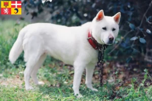 Lire la suite à propos de l’article Éleveurs de Kishu et chiots en Auvergne-Rhône-Alpes